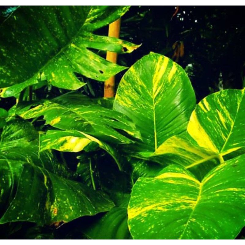 pohon sirih gading kuning varigata