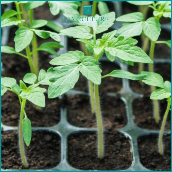 PR Tray Semai Benih Potray Seedling Kualitas Super Bahan Tebal