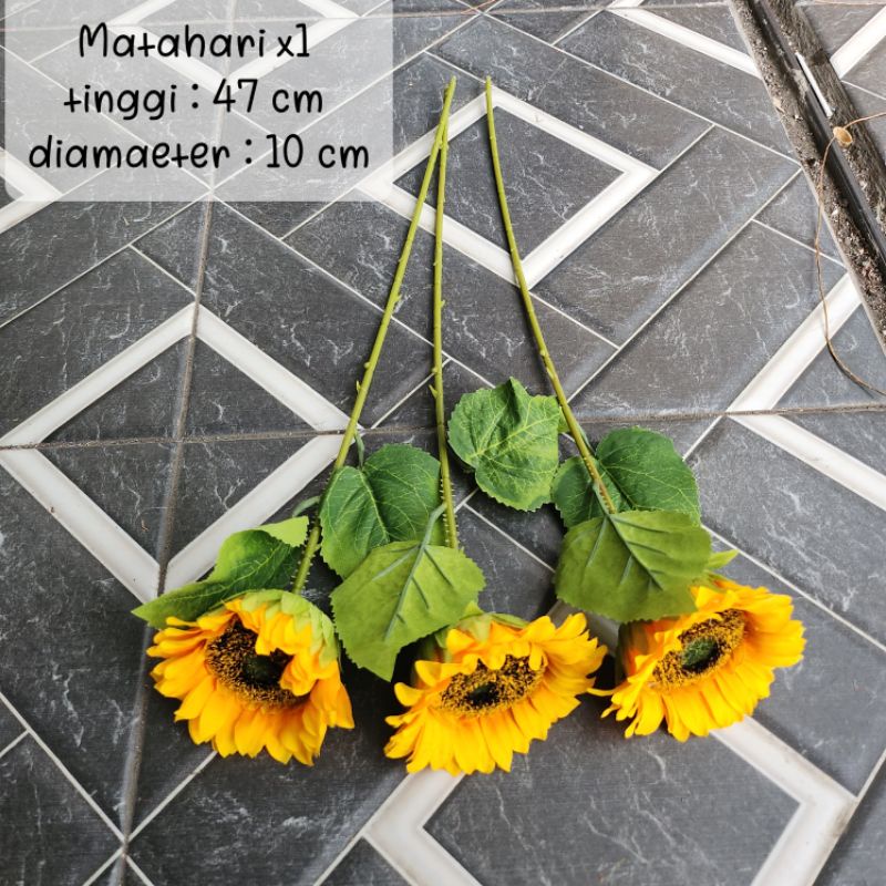 Matahari Jumbo x1 / Sunflower Bunga Matahari ( Tanpa Pot )