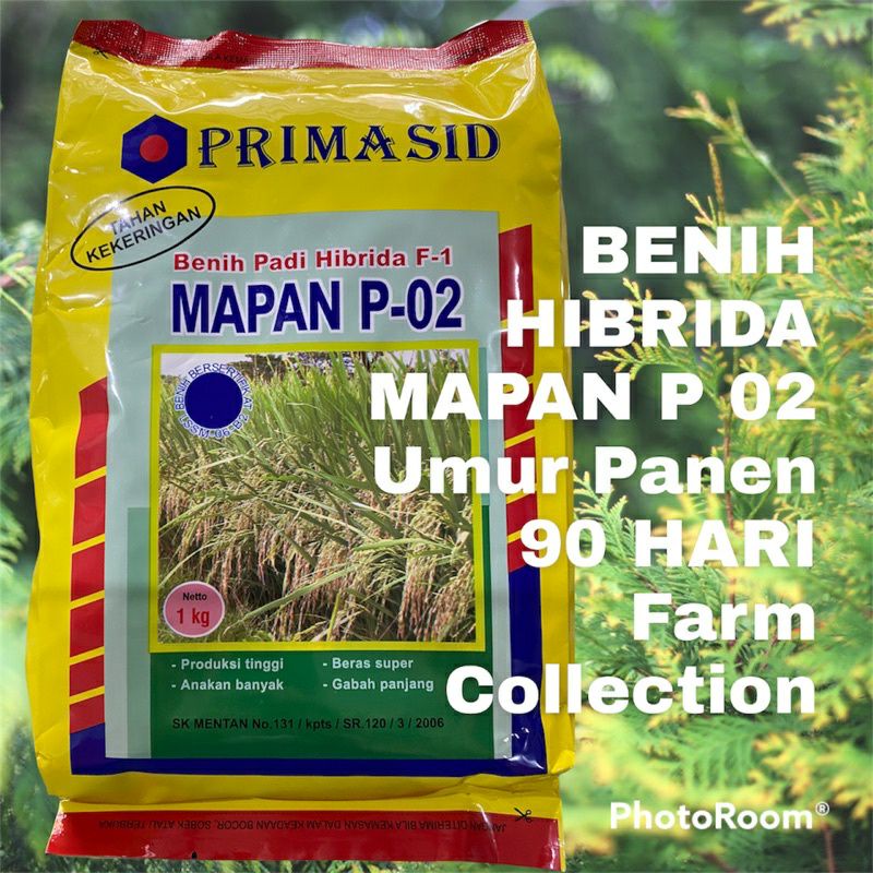 benih padi HIBRIDA MAPAN P-02 umur pendek 75 hari panen PRIMASID