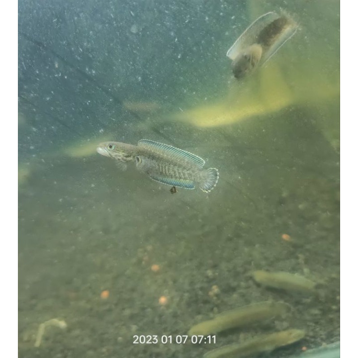 andrao baby 4-6cm gondring