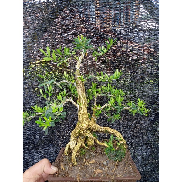 bonsai boxus jadi tinggal pajang