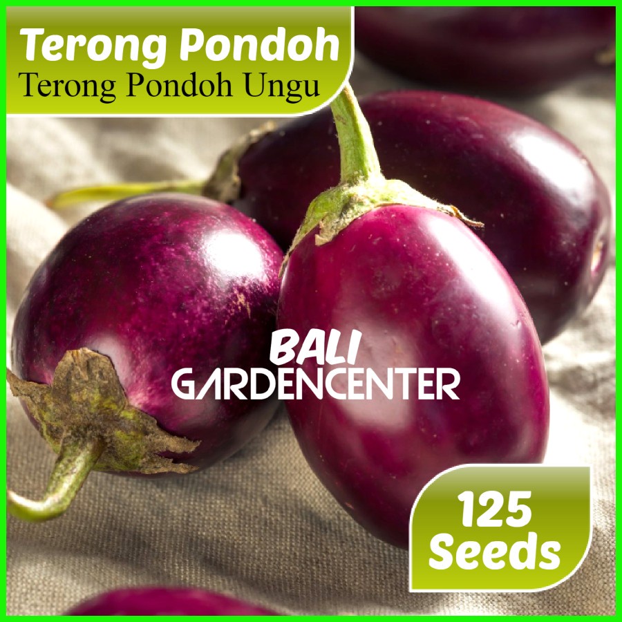 Isi 125 Benih Biji Terong - Terong Pondoh Ungu