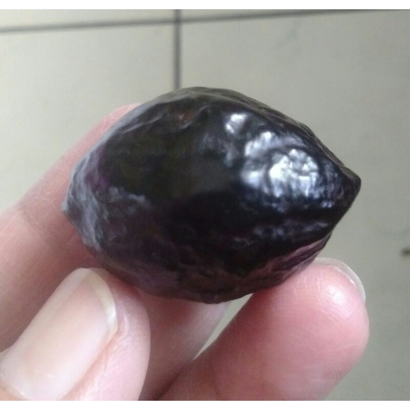 Kemiri Adu Muncang Adu Jalim Jawa Ori Garung