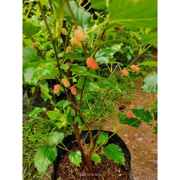 Bibit Pohon Buah Mulberry - Murbey - Buah Mulberry kondisi pohon sudah berbuah