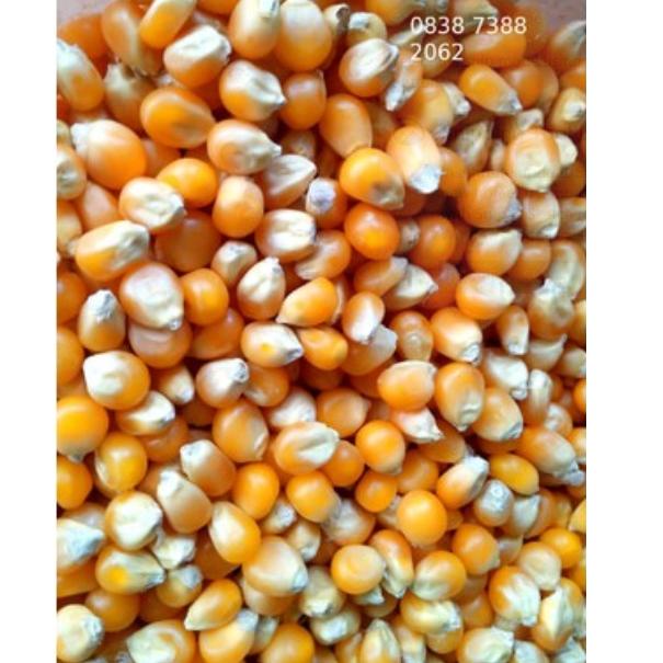 

Baru ` Popcorn Mushroom 200g Mekar Bulat Bulat Σ