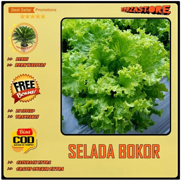 biji benih bibit selada bokor f1 / 50 biji