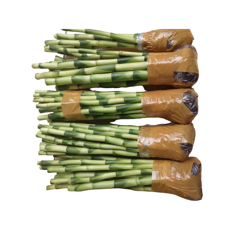 Murah Tanaman Hias Sri Rejeki | Bambu Cina Sri Rejeki lucky bambuu | Tanaman Bambu Hoki Sri Rejeki M