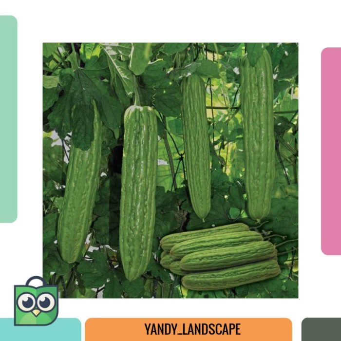 3 Benih Pare Dulco F1 bibit tanaman sayur sayuran / buah CCCC