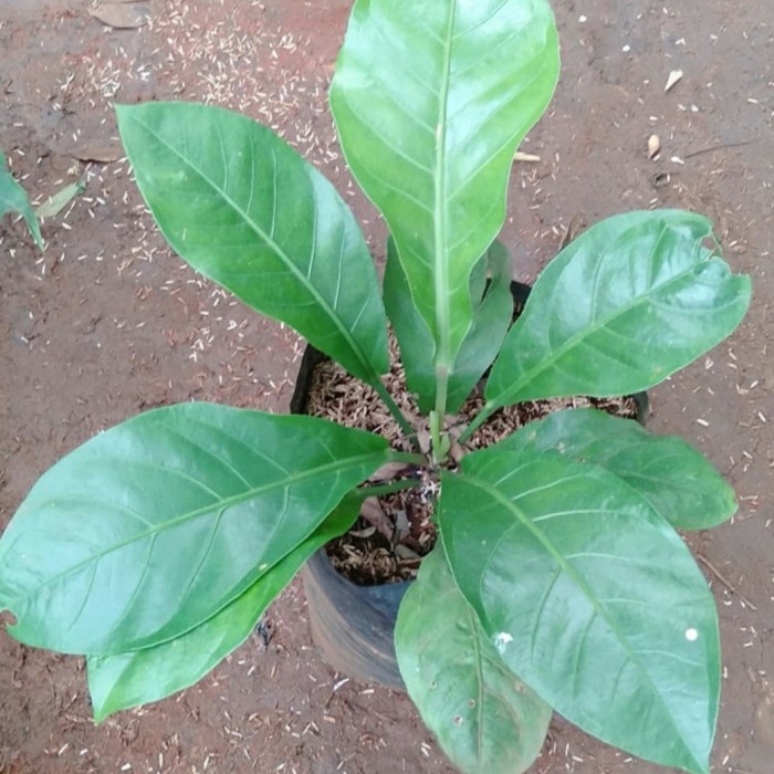 Tanaman Hias Anthurium Jemani - Tanaman Koleksi Anthurium