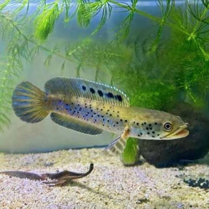 Ikan Channa Chana Cana Orna Yellow Lips Ukuran 4-6cm (Garansi 100%)