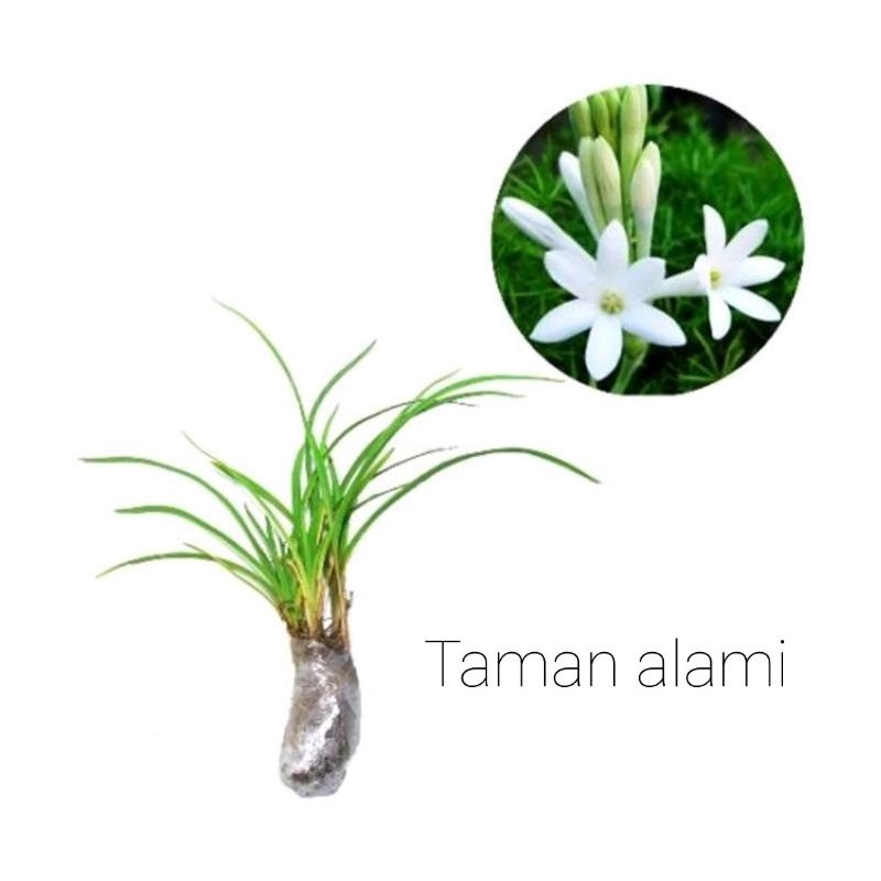 bibi bunga sedap malam - pohon bunga sedap malam - bunga sedap malam