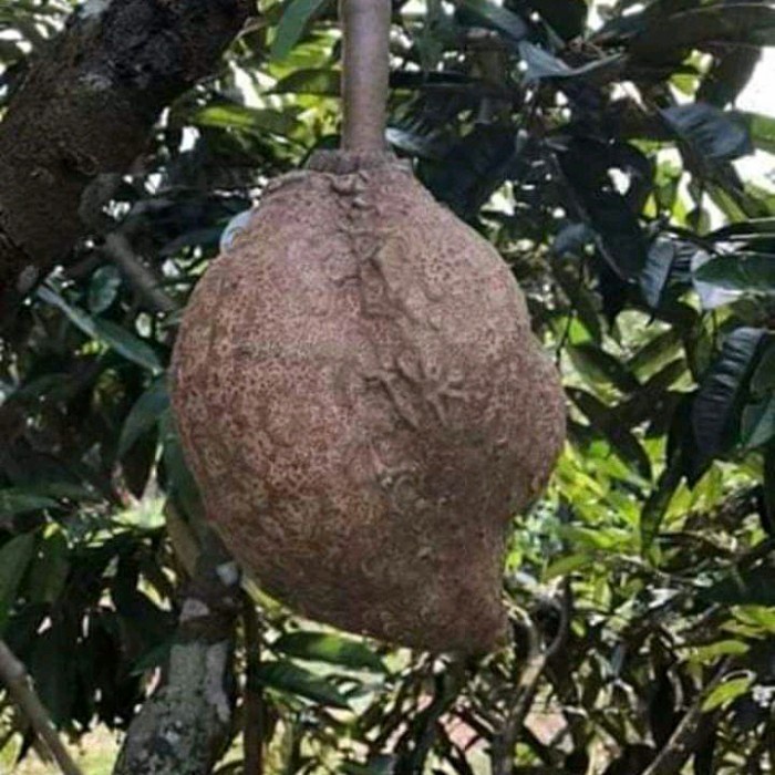 Suplayer Bibit Durian Gundul Asli