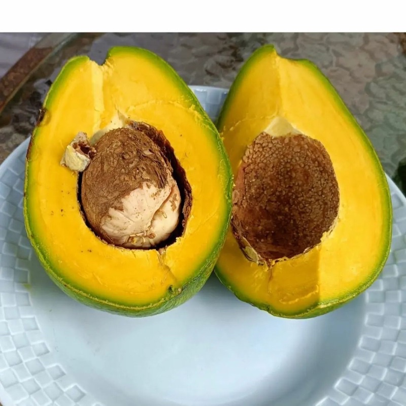 BIBIT ALPUKAT MIKI SUPER JUMBO