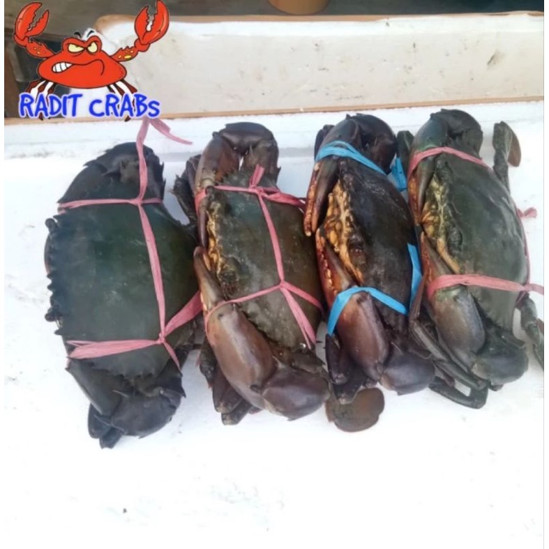 

KEPITING FRESH (Hidup) isi 4 EKOR/KG @200gr UP