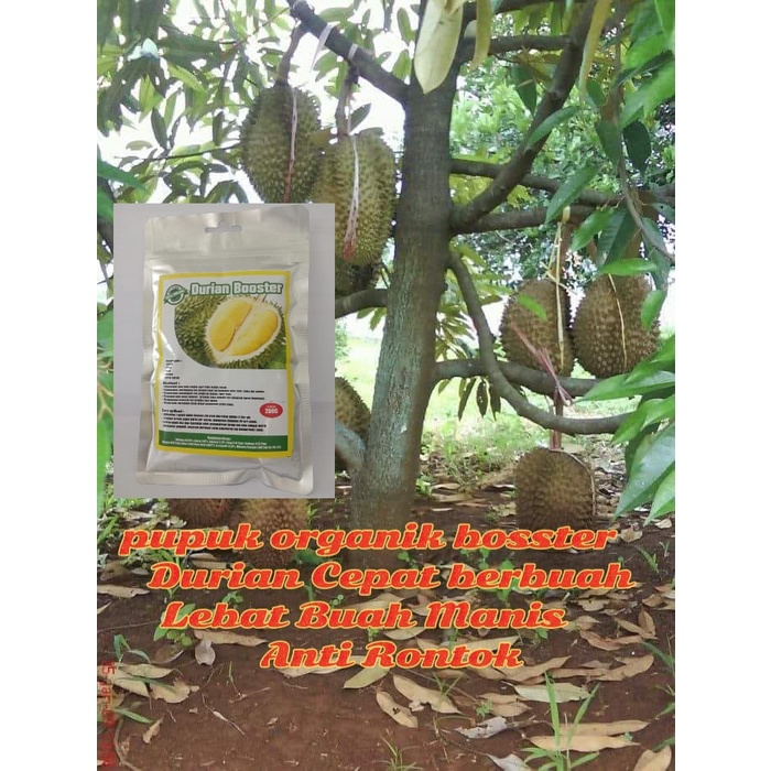 Pupuk durian biar cepat berbuah Pupuk durian cepat besar Pupuk durian agar berbuah lebat Pupuk duria