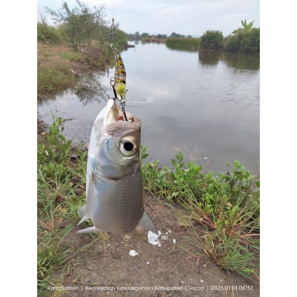 Umpan casting /lure udang gacor killer for tarpon/babyGT/hampala