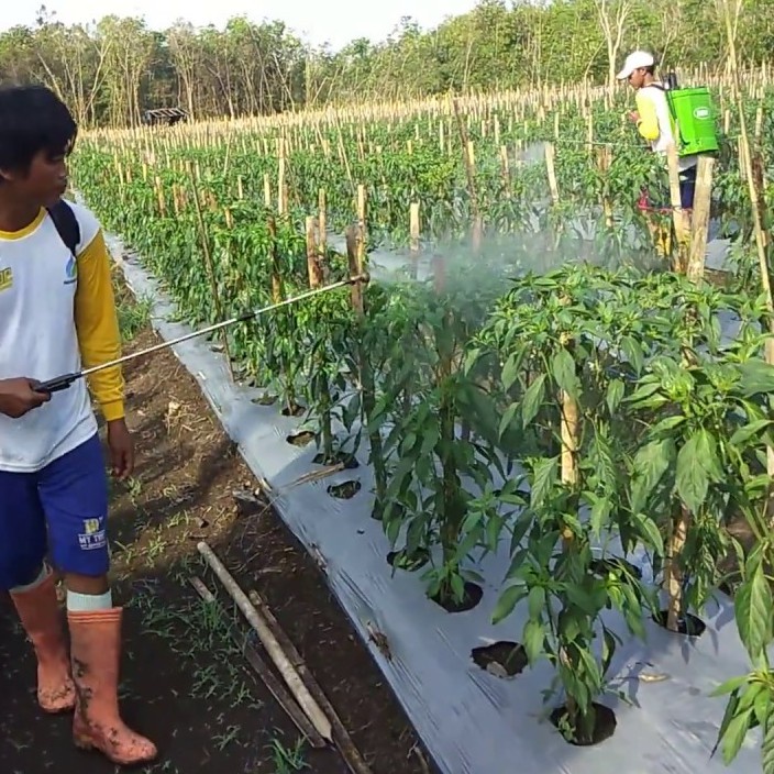 Benih Seribuan - Pupuk Gandasil B Nutrisi Pembuahan