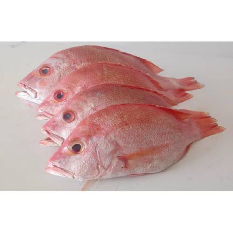

Daging Ikan kakap merah segar Bandung