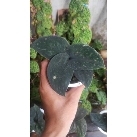 scindapsus black