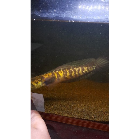 channa ys/yellow sentarum 20 cm