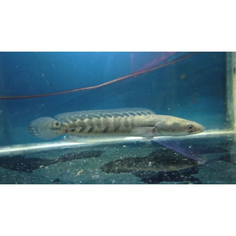 channa maru yellow sentarum