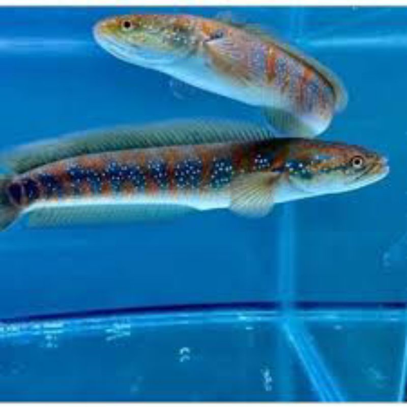 bahan pair asiatika RS SPOT 13_15CM.1pasang