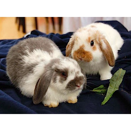 KELINCI HOLLAND LOAP