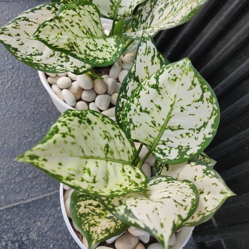 Tanaman dut white / daun lebar / aglonem dut white