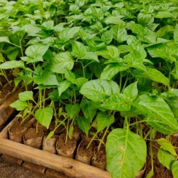 DIARY PETANI - Bibit Caberawit Setan Siap Tanam