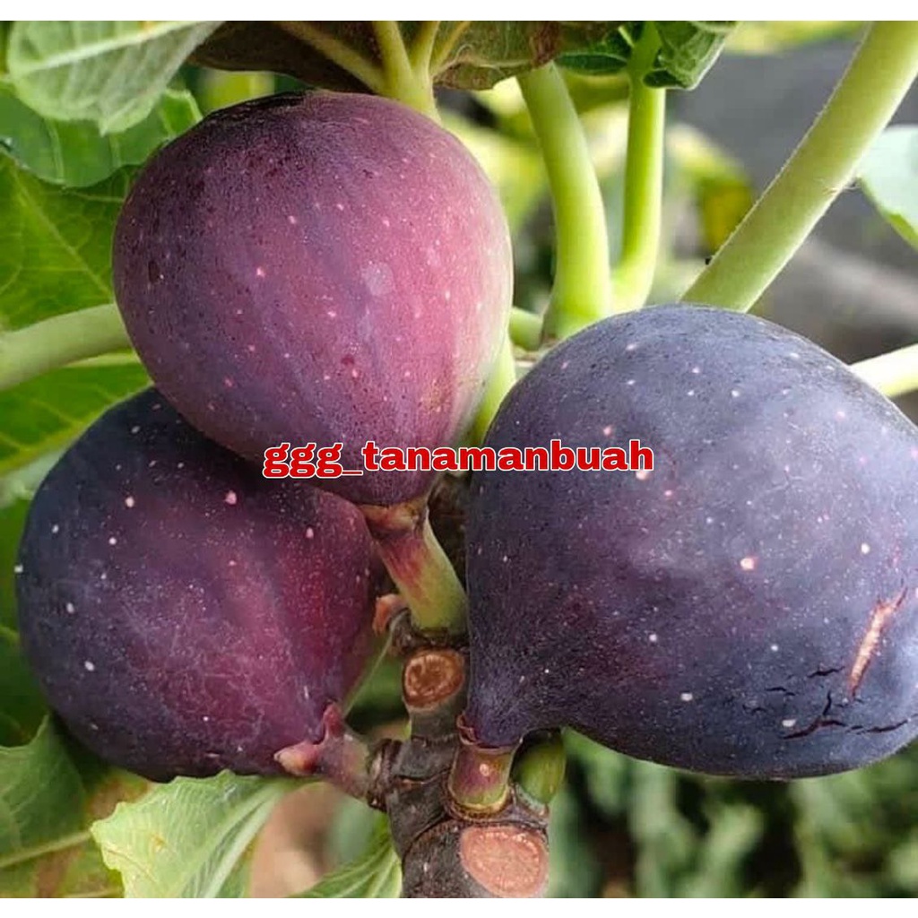 Bibit Buah Tin Negrone Super Cepat Berbuah