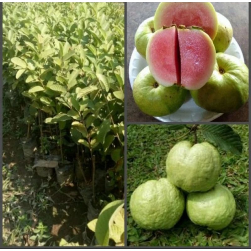 bibit pohon jambu kristal merah non biji