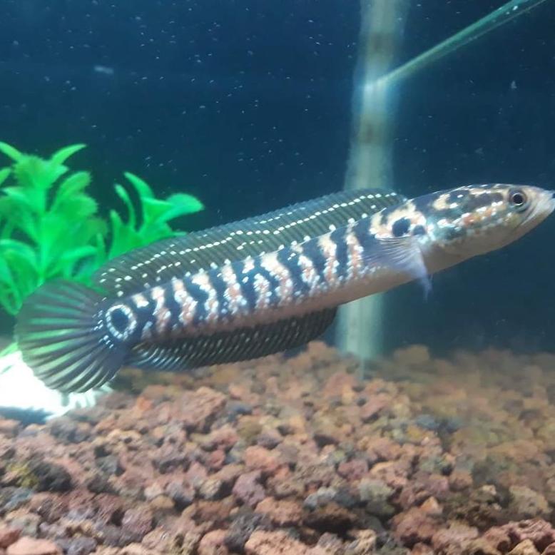 42 Ikan Channa Asiantica RSWS size 14-16cm 12-13cm dan 8-10cm 4271