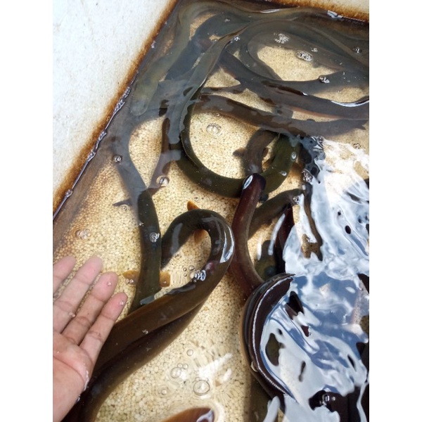 

Ikan Sidat Hidup 80-120gram BERGARANSI 100% (Beli 5ekor ongkir 1kg)