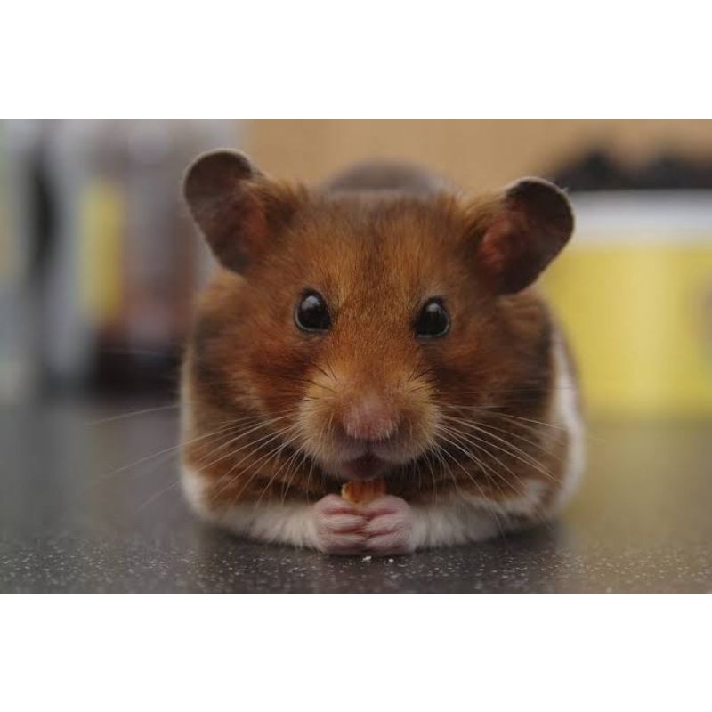 Organic Dried Cranberries Snack Hamster
