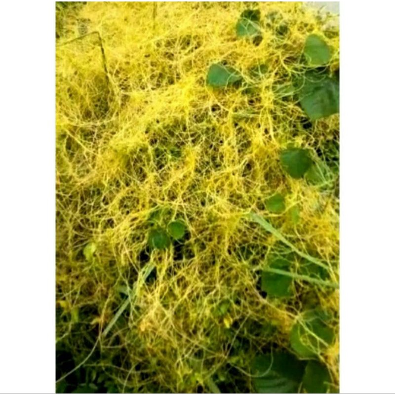 

Benalu Tali Putri 50 Gram Segar Baru Petik Daun Sangga Langit Herbal / benalu mi mian / mi mian