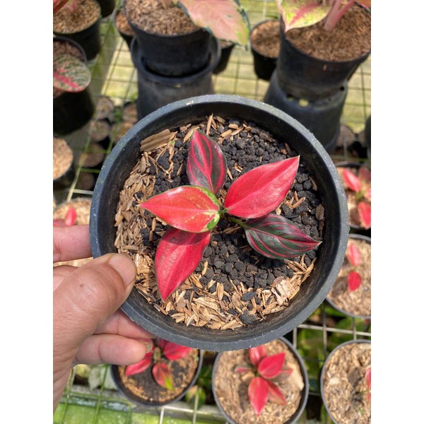 aglonema rotundum tiger mutasi aka red vein