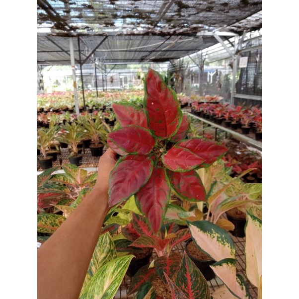 PROMO AGLONEMA !!! Aglaonema Black Maroon