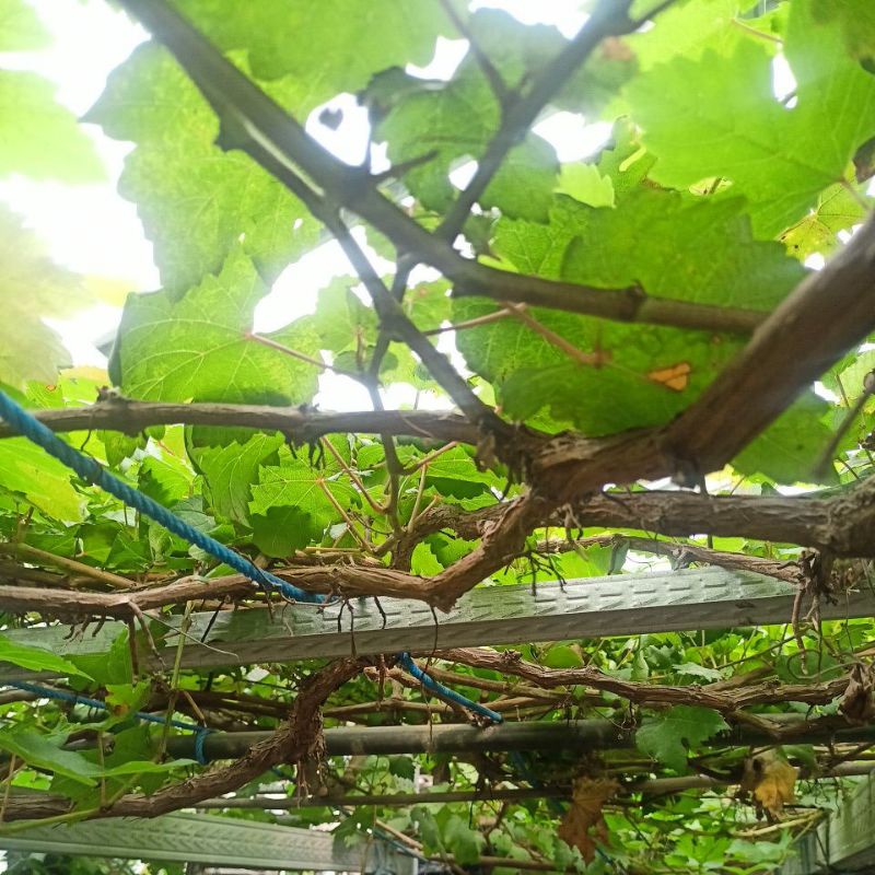 cutting anggur impor