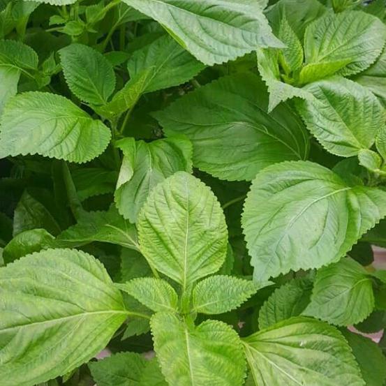 

Daun Wijen Korea Korean Bbq Perilla Shiso Sesame Leaf Kkaennip Plant
