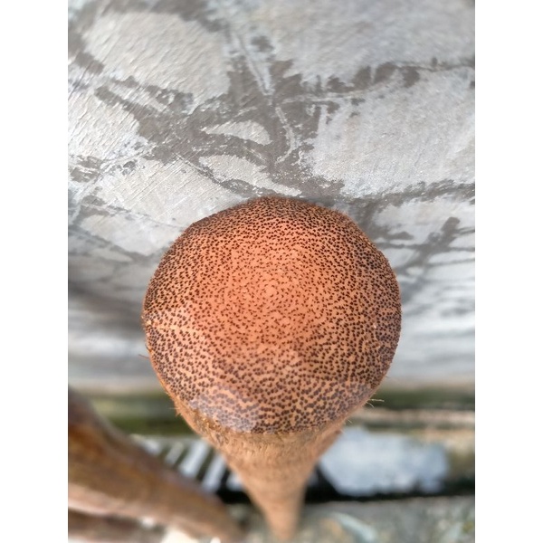 kayu tawau bertuah khas kalimantan 50cm