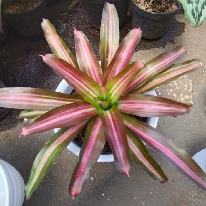 Tanaman hias Bromolia tricolour, Bromolia warna,