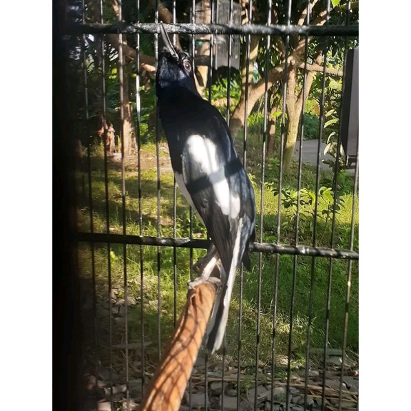 Kacer jabar bodi big long