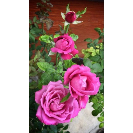 Mawar Ungu Tua Wangi Strong