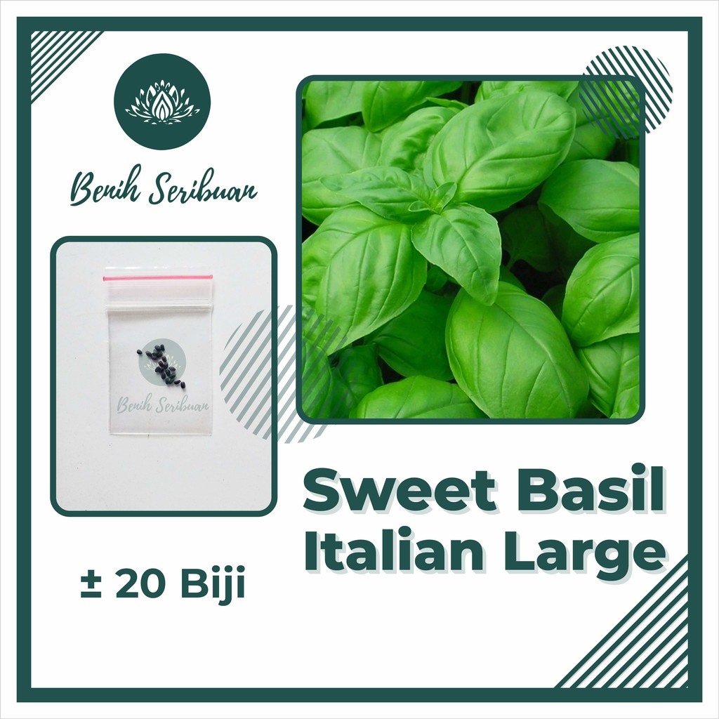 Benih Seribuan - 20 Bibit Herb Sweet Basil Italian Large Unggul