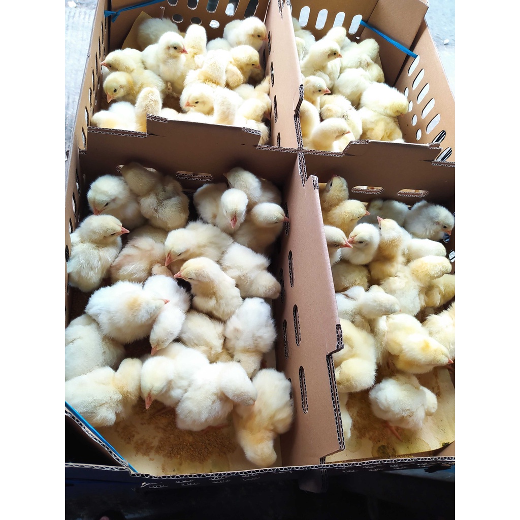 DOC Broiler Anak Ayam Broiler SUPER 1 BOX PROMO Khusus Bandung