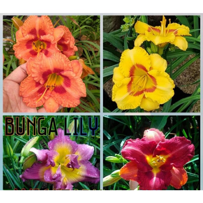 Tanaman Hias Day Lily / Bunga Lely Import - Orange TB