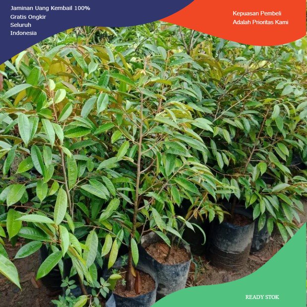 Bibit Durian Tembaga 1 meter - Bibit durian unggulan cepat berbuah