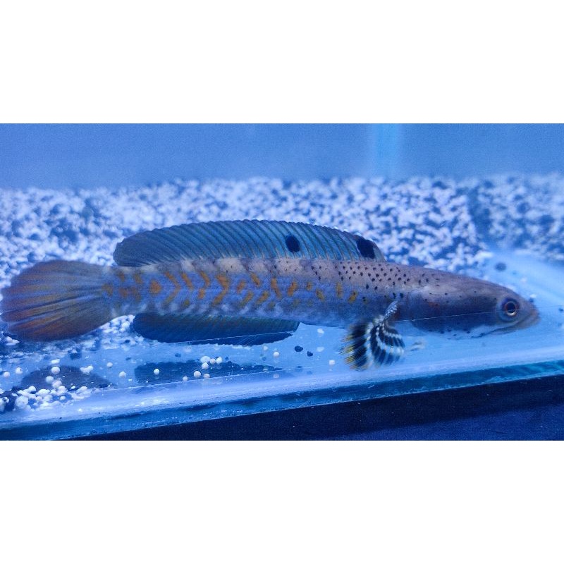 Pulcra / Pulcra 15-16cm