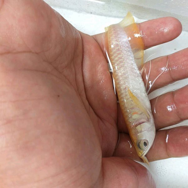 Ikan Hias Jenis Arwana Silver Albino Mata Merah Ukuran 10-12 CM